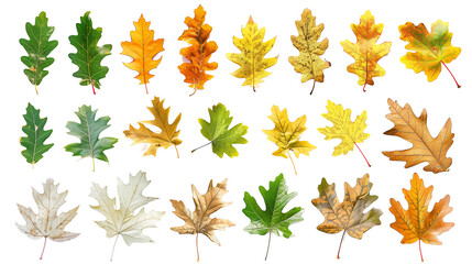 Fototapeta premium Set of oak leaves throughout the seasons, from fresh spring green to autumn gold