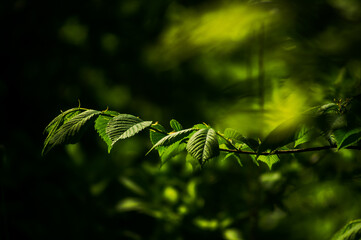 Tree branch with green leaves on a dark background