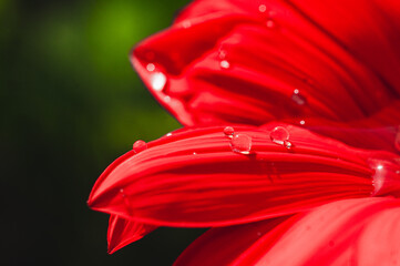 Red flower petals with dew