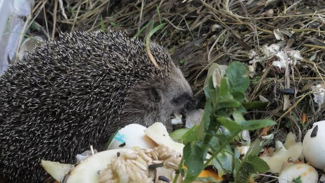 The hedgehog came to the cesspool and eats garbage.