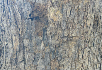 Old tree texture. Bark pattern, For background wood work, Bark of brown hardwood, thick bark...