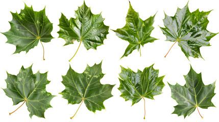 Set of sycamore leaves, displaying their large, broad leaves with distinctive mottled bark patterns