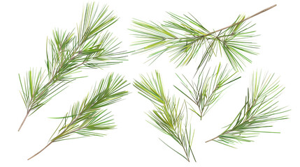Fototapeta premium Set of pine tree needles, displaying their needle-like shape in bundles, ideal for coniferous forest depictions