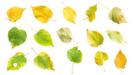 Obraz premium Set of cottonwood tree leaves, noted for their broad, triangular shape and fluttering movement, transitioning from lush green to golden in fall