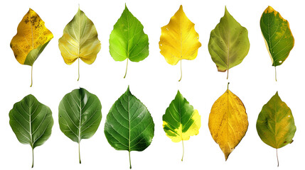 Fototapeta premium Set of cottonwood tree leaves, noted for their broad, triangular shape and fluttering movement, transitioning from lush green to golden in fall