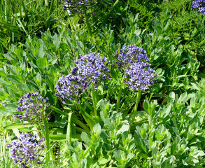 Scilla peruviana | Portuguese squill, mediterranean plant with small light blue to violet  flowers...