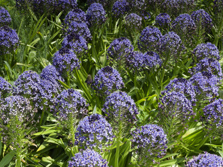 Portuguese squill or Hyacinth-of-Peru (Scilla peruviana) Spring-blooming bulbs with lavender-blue...