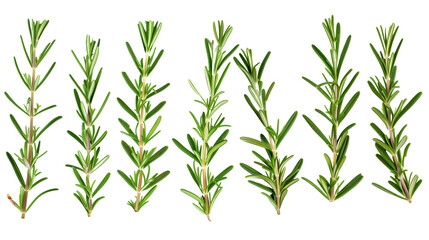 Fototapeta premium Set of rosemary leaves, showcasing their needle-like, fragrant foliage used in cooking and aromatherapy