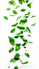 Vividly flying in the air green tea leaves isolated on white background