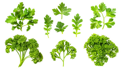 Set of parsley leaves, displaying their vibrant green, curly or flat varieties widely used as a garnish and flavoring herb