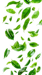 Vividly flying in the air green tea leaves isolated on white background