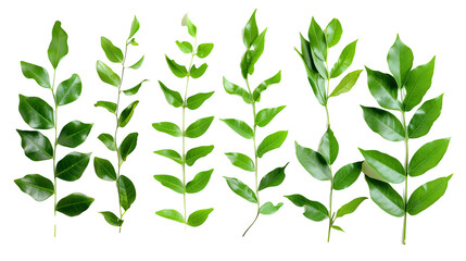 Set of curry leaves, highlighting their vibrant green leaves essential in South Indian cooking for their unique aroma and taste