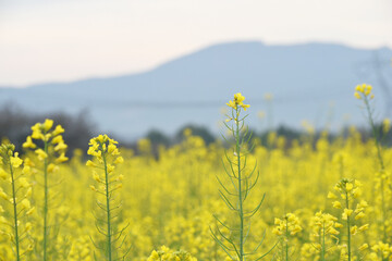 Mustard flower field is full blooming, yellow mustard field landscape industry of agriculture, mustard flowers closeup photo
