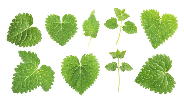 Set of catnip leaves, displaying their heart-shaped, soft, furry leaves known for their appeal to cats and use in herbal teas,