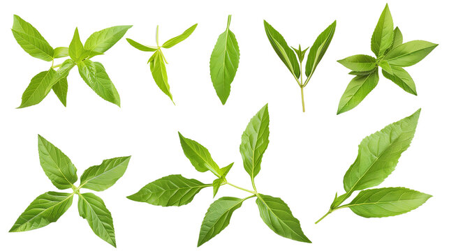 Set of lemon verbena leaves, featuring their narrow, pointed leaves with a strong lemon scent, used in cooking and herbal remedies,