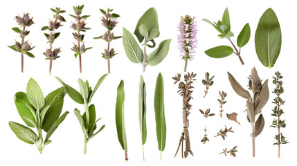 Set of sage elements, including sage flowers, velvety leaves, and woody stems, utilized for culinary, medicinal, and cleansing practices