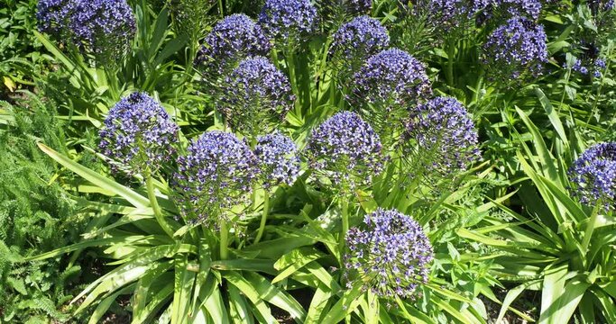 Portuguese squill or Hyacinth-of-Peru (Scilla peruviana) Decorative starry violet blue flowers in conical clusters above basal rosettes of lance-shaped green leaves
