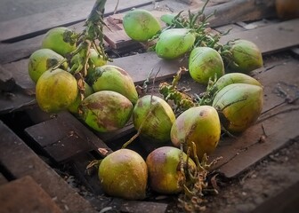 coconut on the tree