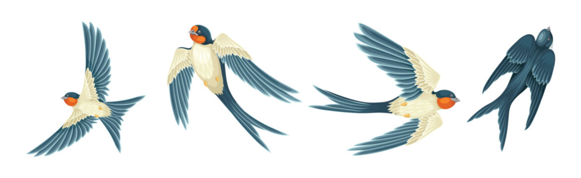 Swallow or Martin Passerine Bird with Long Tail and Pointed Wings Flying and Gliding Vector Set