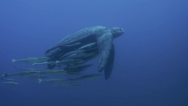 Leatherback Turtle Swimming Extremely Rare part two of two.