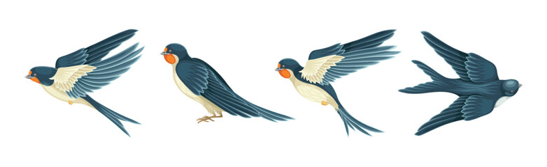 Obraz premium Swallow or Martin Passerine Bird with Long Tail and Pointed Wings Flying and Gliding Vector Set