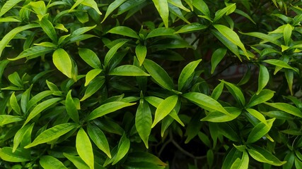 jasmine flower foliage full frame view background