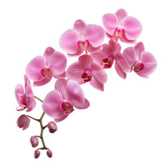 Pink orchid flower isolated on transparent background.