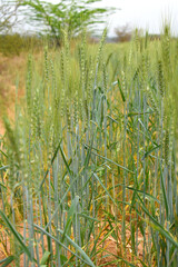 Obraz premium Green wheat field close up image, Green Wheat whistle, Wheat bran fields, agriculture, wheat field Pakistan, closeup of green cereal field