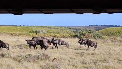 A Herd of Wildebeest in a Grassy Field