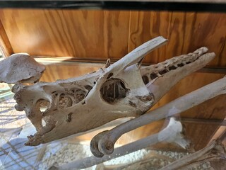 Superior view of one ostrich skull. Skeleton display education of zoology and osteology