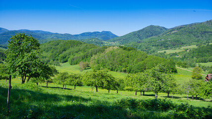 Frühling im Val de vilé im Elsass