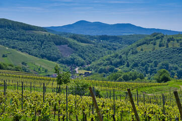Fototapeta premium Frühling im Val de vilé im Elsass