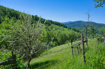 Fototapeta premium Frühling im Val de vilé im Elsass