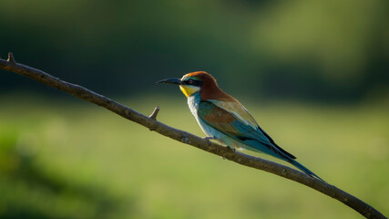 European bee-eater (Merops apiaster) perched on a branch. Nature reserve of the Isonzo river mouth,...