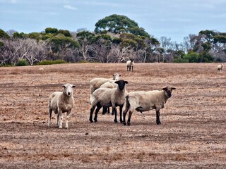Fototapeta premium flock of sheep