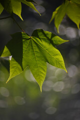 The green maple leaves under the sunlight