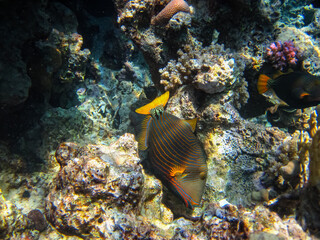 Orange-striped balistapus or Balistapus undulatus in the expanse of the coral reef of the Red Sea. Undersea world. Sea fish.