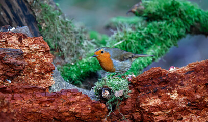 Euraisin robin at a woodland site