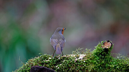 Euraisin robin at a woodland site