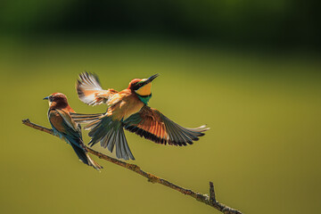 male European bee-eater (Merops apiaster) flies upwards