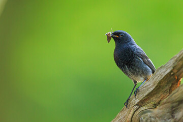 black redstart (Phoenicurus ochruros) with an insect in its beak