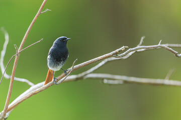 black redstart (Phoenicurus ochruros) on dry branches