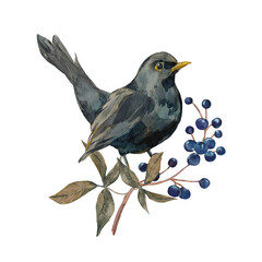 Blackbird bird on a branch with blue berries and viburnum leaves