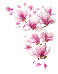Fresh magnolia blossom, beautiful pink flowers falling in the air isolated on pink background