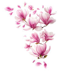 Fototapeta premium Fresh magnolia blossom, beautiful pink flowers falling in the air isolated on pink background