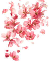 Fresh quince blossom, beautiful pink flowers falling in the air isolated on white background