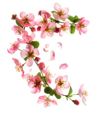 Fototapeta premium Fresh quince blossom, beautiful pink flowers falling in the air isolated on white background
