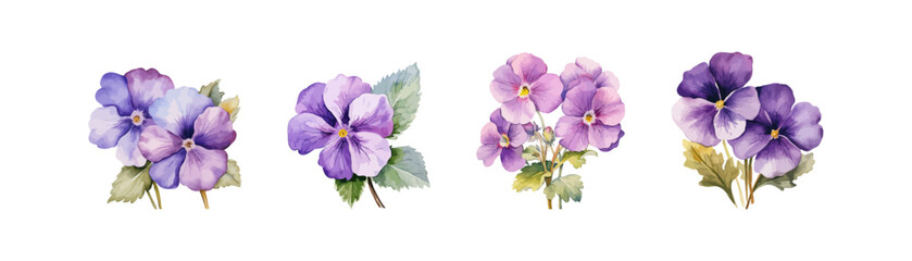 Collection of Violet Watercolor Pansies. Vector illustration design.