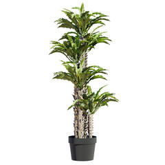 indoor plant in pot isolated on transparent or white background