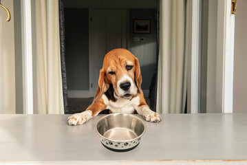 dog with a funny face looks into an empty bowl